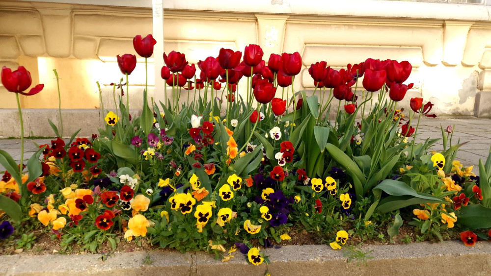 Снимка за 13413