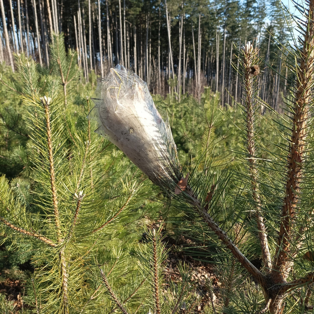 Снимка за 11672