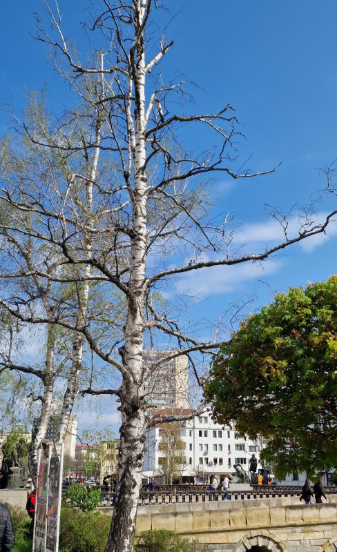 Снимка за Продължава премахването на опасни дървета в цен...