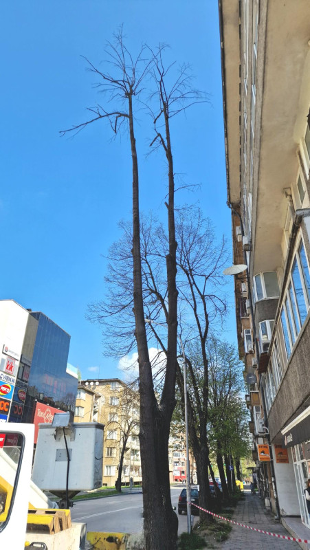 Снимка за Продължава поетапното отстраняване на опасни дъ...