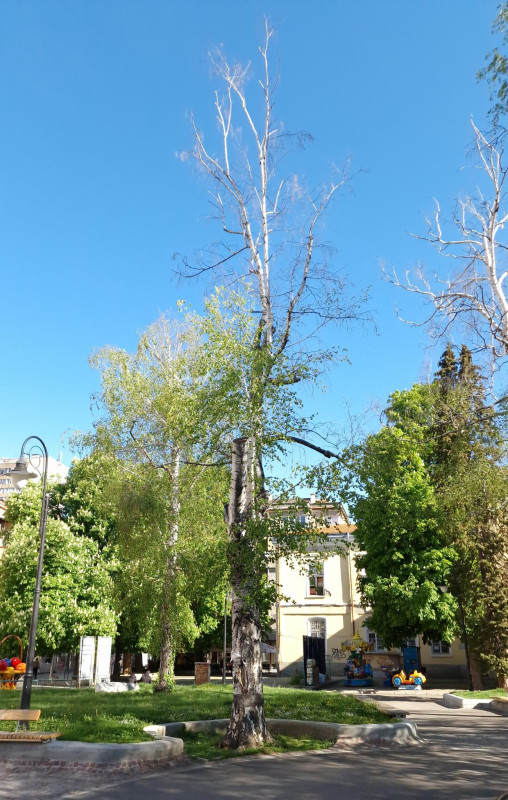 Снимка за Предстои премахване на опасните брези в района ...