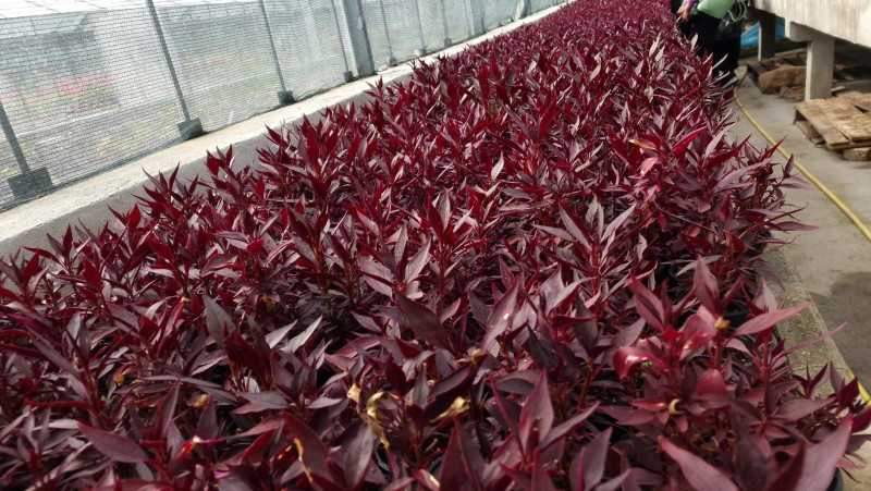 Снимка за До 31 юли се удължава срокът на кампания ЗЕЛЕНО...