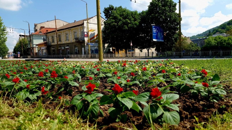 Снимка за В Габрово продължава лятното зацветяване с раст...