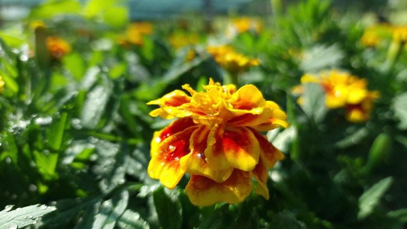 Снимка за Днес е крайният срок за участие в кампанията "З...