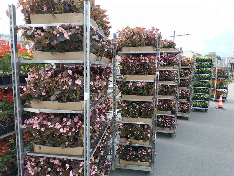 Снимка за 32 000 летни цветя са засадени в зелените площи...