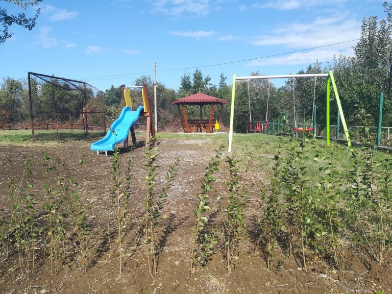 Снимка за Кампания „Зелено Габрово“ приключи с раздадени ...