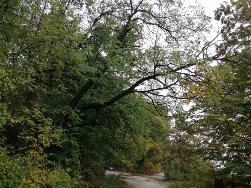 Снимка за Предстоящи лесовъдски мероприятия в района на п...