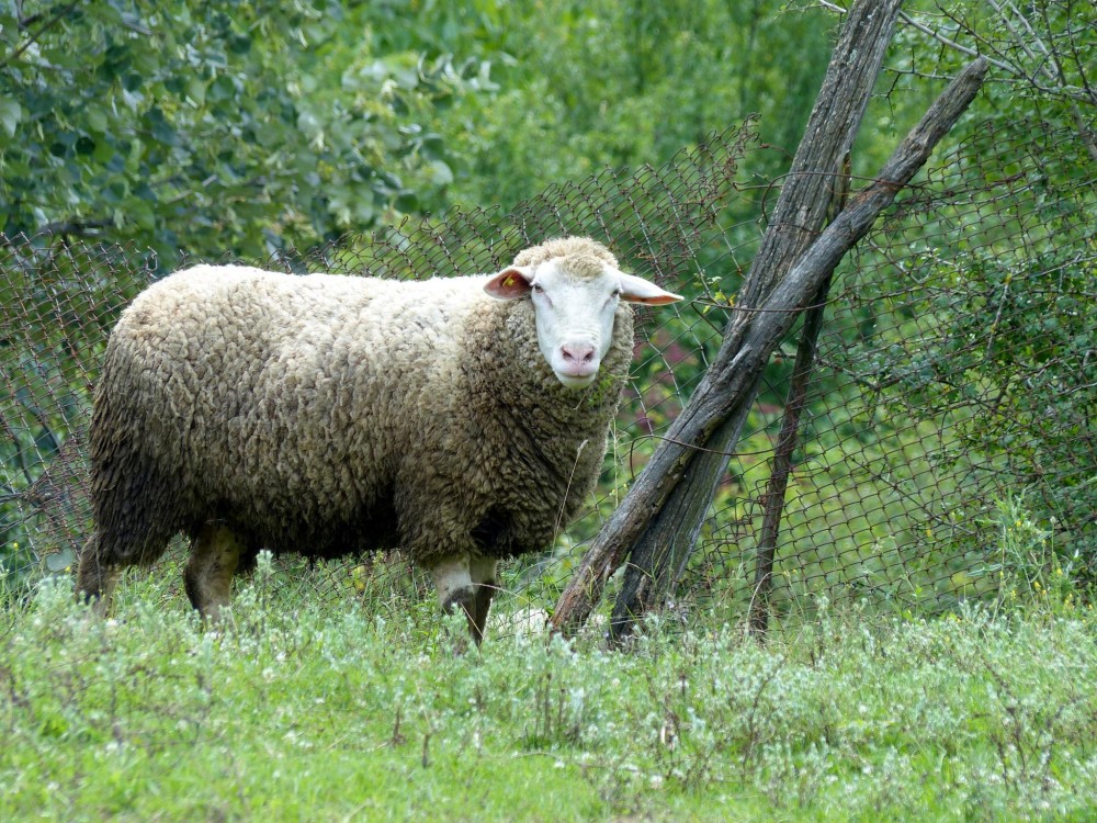 Снимка за 7009