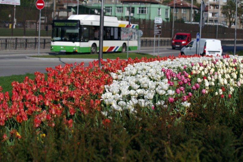 Снимка за Ново дарение от 44 400 луковици на лалета ще оц...