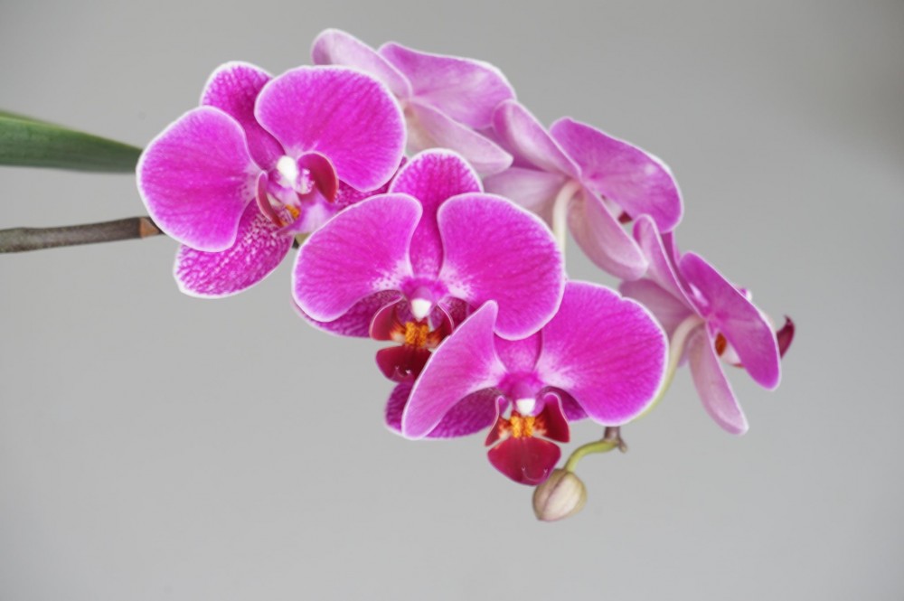 Снимка за 8897