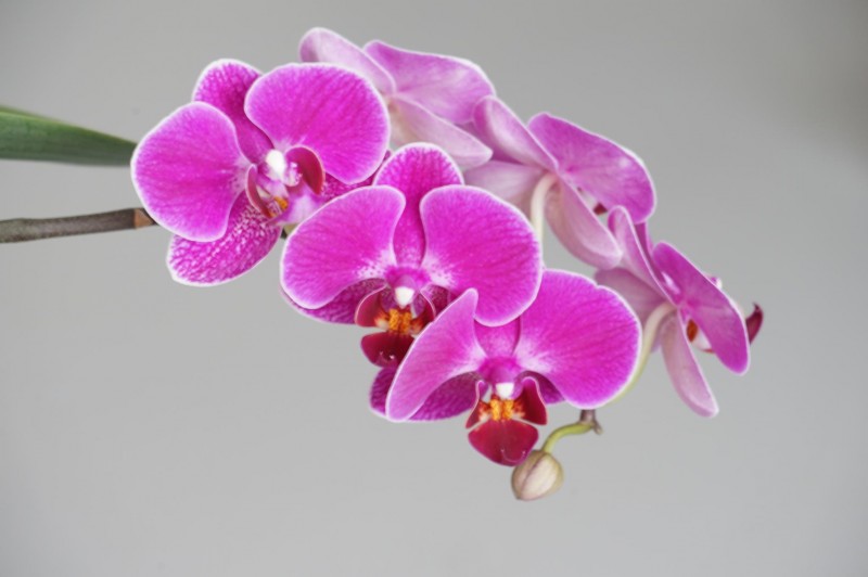 Снимка за Честит празник на всички здравни работници!