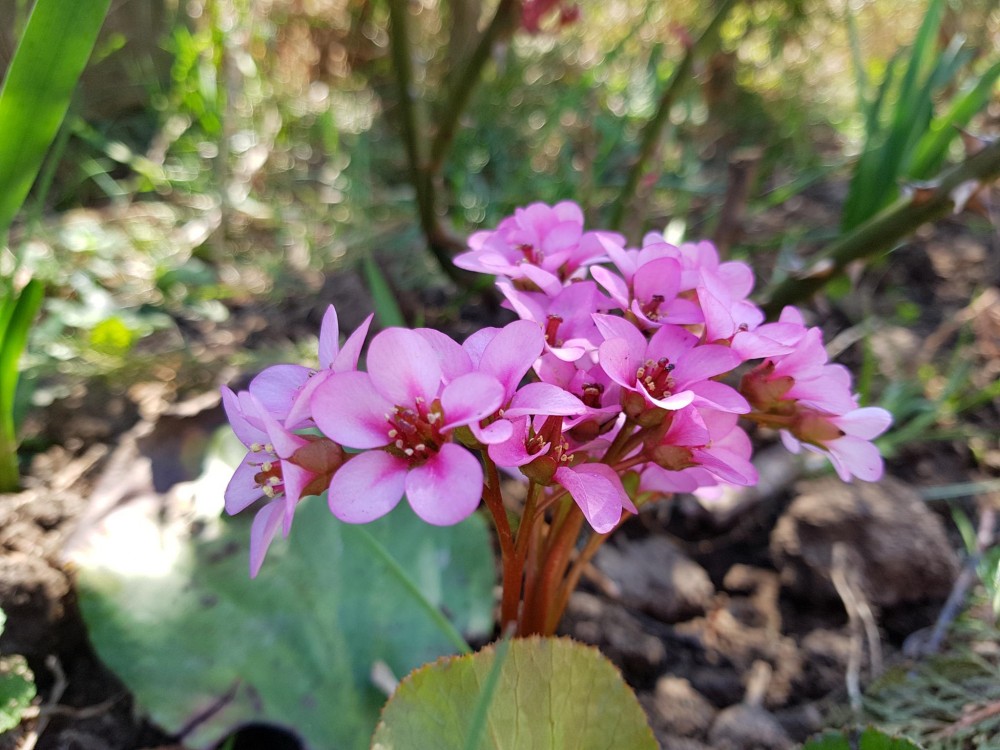 Снимка за 7740