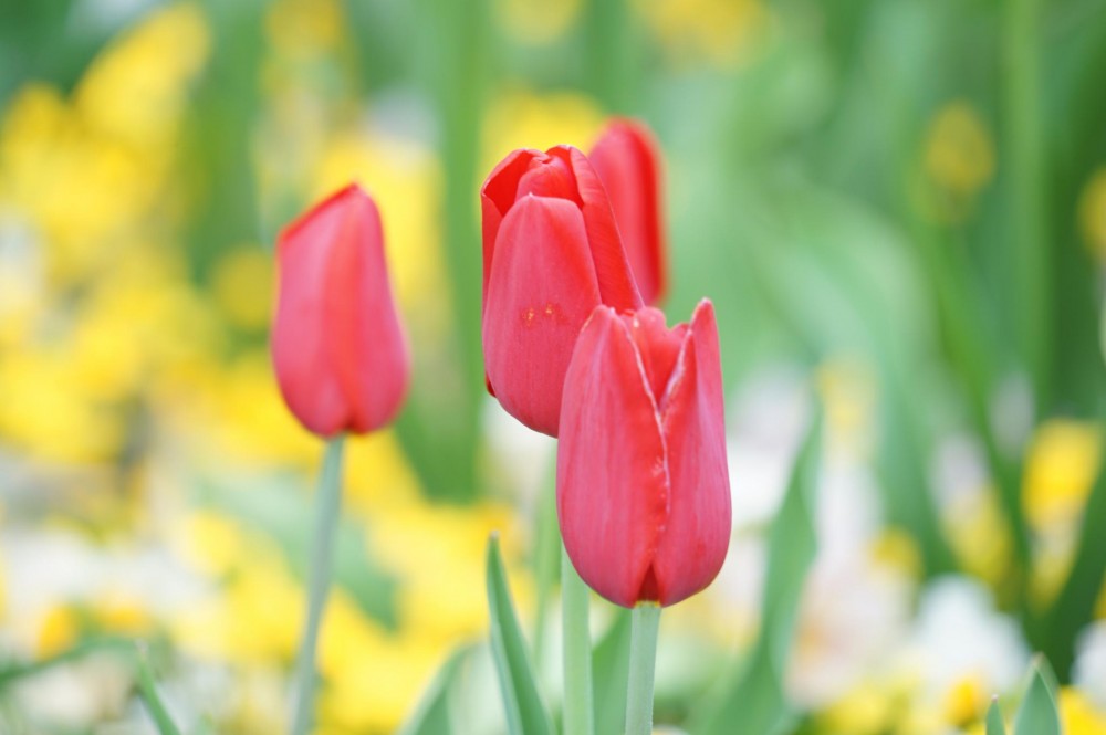 Снимка за 9464