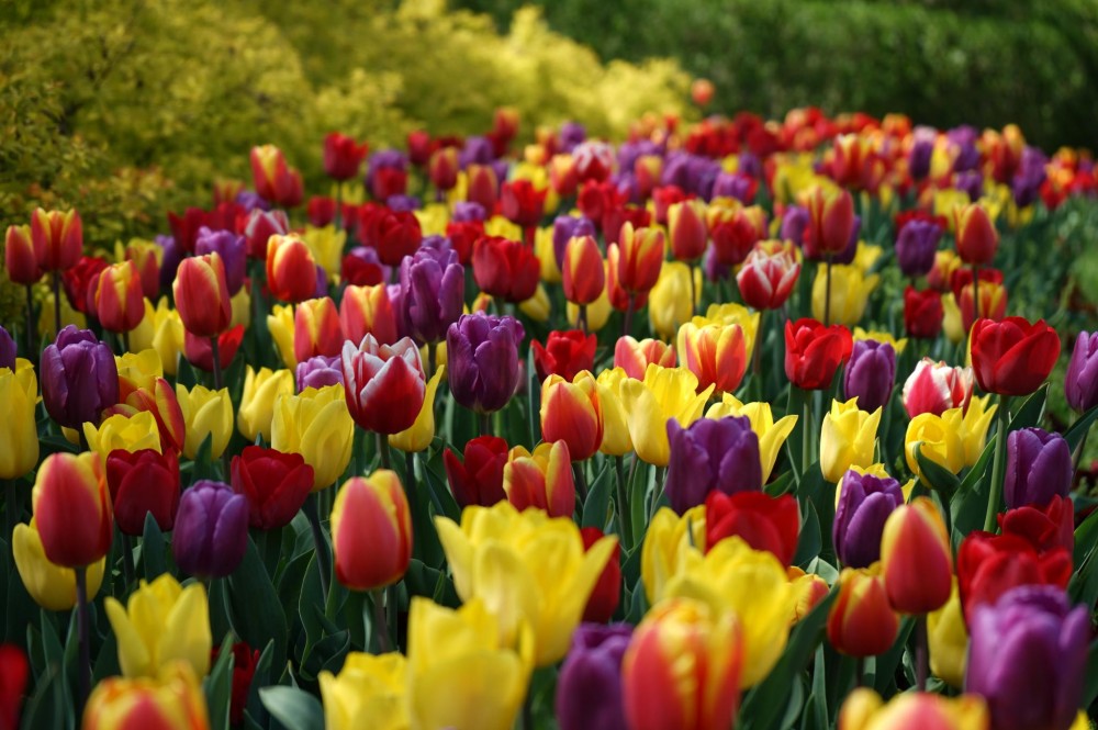 Снимка за 10189