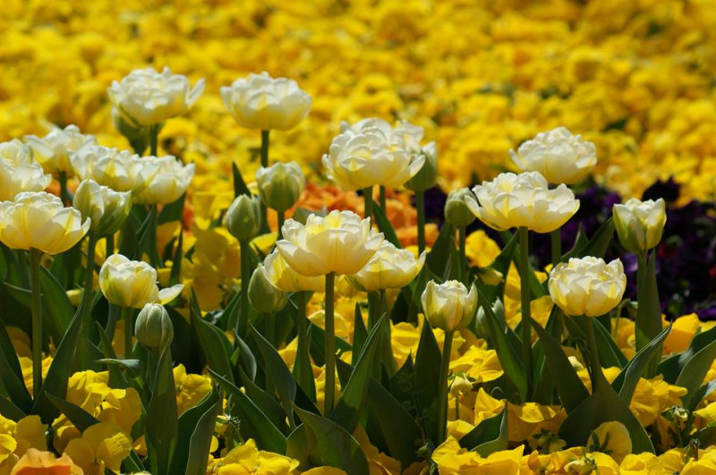 Снимка за Да превърнем сивото в зелено