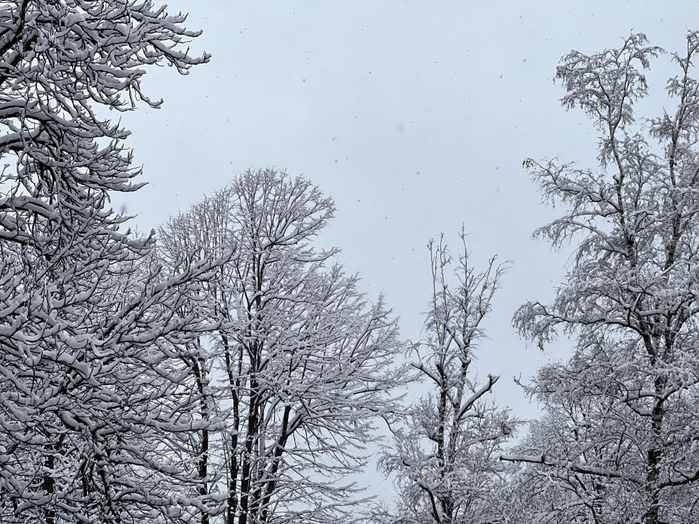 Снимка за 11735