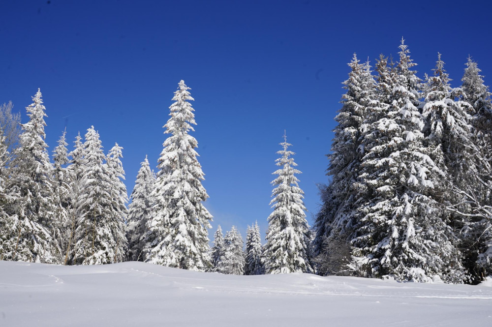 Снимка за 12385