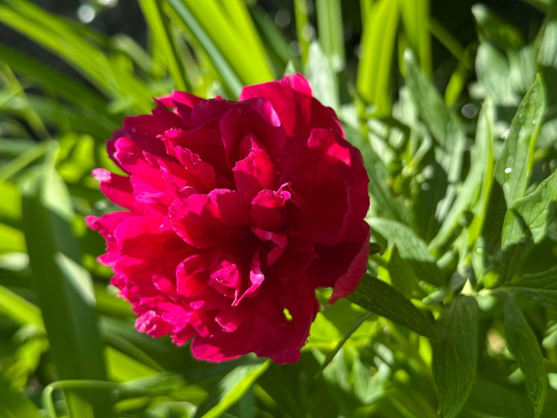 Снимка за Програма за отбелязване  Деня на светите братя ...