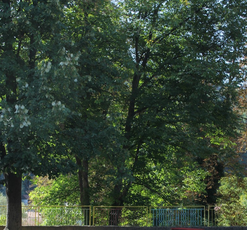 Снимка за  Продължава кастренето на дърветата по бул. „Ап...