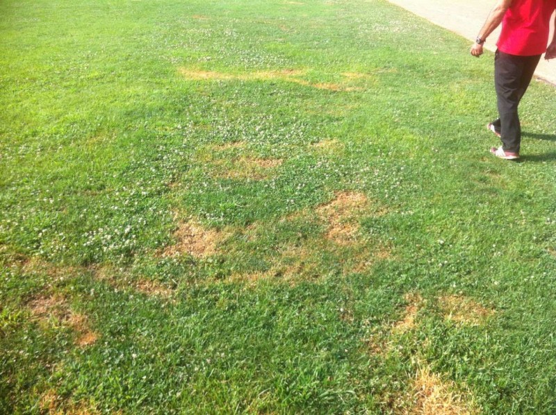 Снимка за Вандалско посегателство върху тревните площи на...