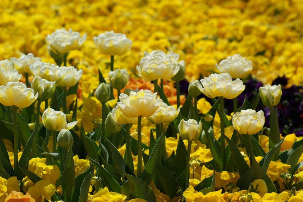 Снимка за 11166