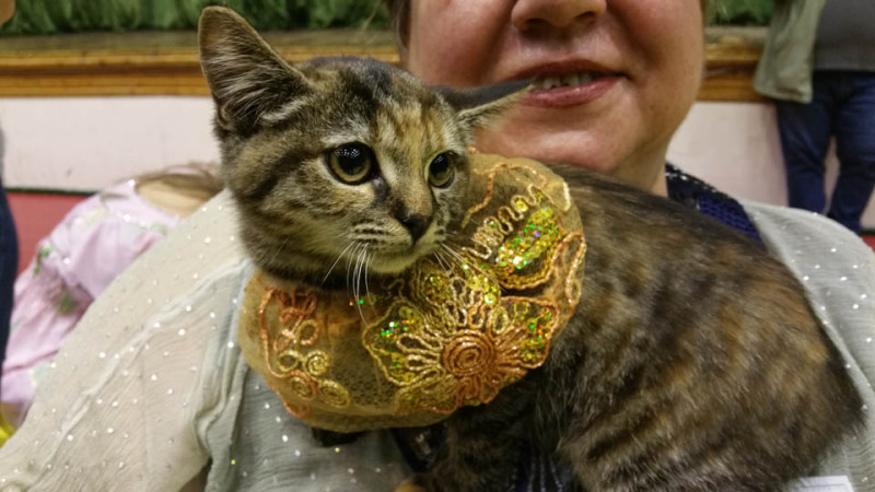 Снимка за Карнавал-ревю на живи котки в Габрово