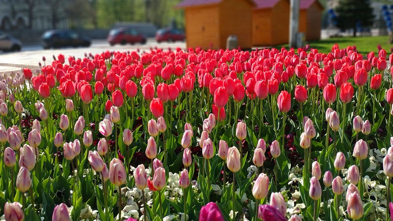 Снимка за Честита първа пролет!