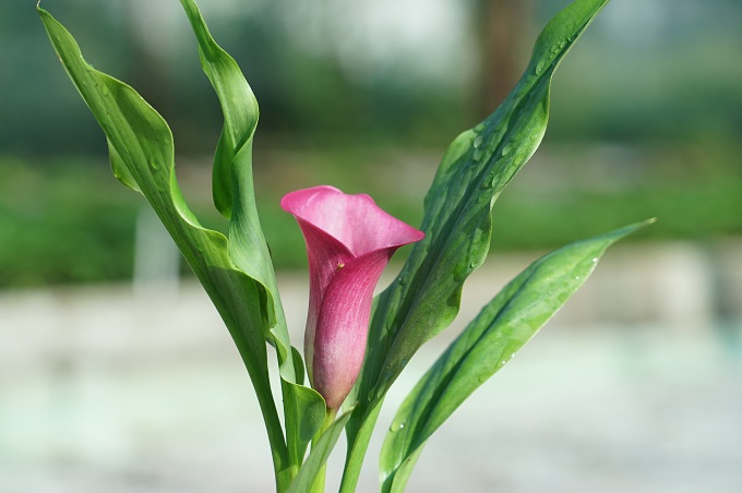 Снимка за 9126