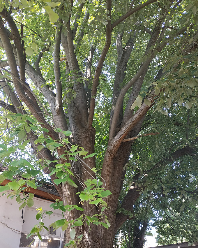 Снимка за Премахване на сухи клони от липата на градския ...