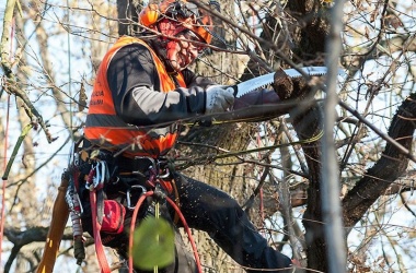 Снимка за Започва кастрене и премахване на опасни дървета
