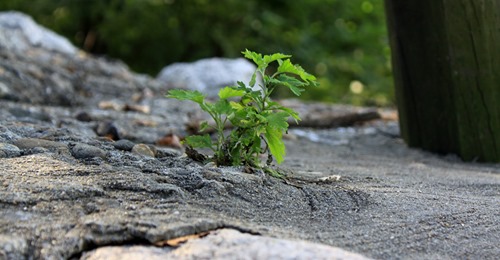 Снимка за Кампания "Да превърнем сивото в зелено"
