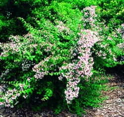 Снимка за 800 храста ще засади Община Габрово по повод Се...
