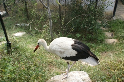 Снимка за Конкурс за дизайн на лого на габровския зоопарк