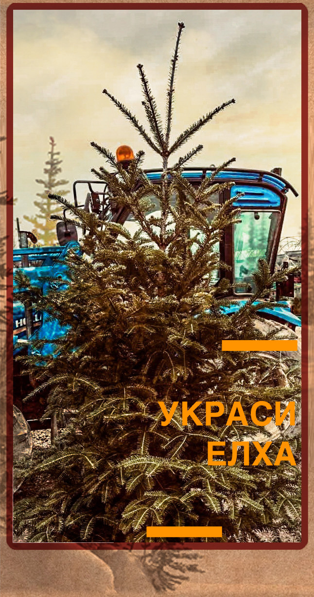 Снимка за 12 елхи на 12 училища ще украсят площада 