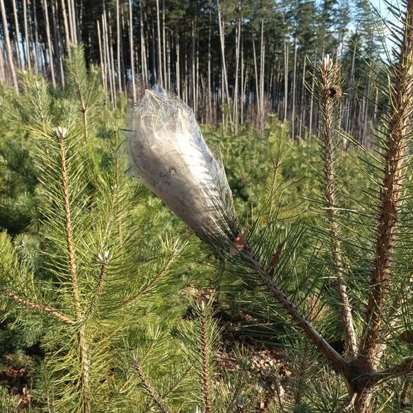 Снимка за Публична среща дискусия на тема „Боровата проце...