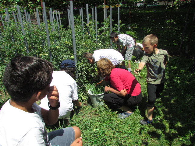 Снимка за Как се прави щирник научиха „внучетата“ от днев...